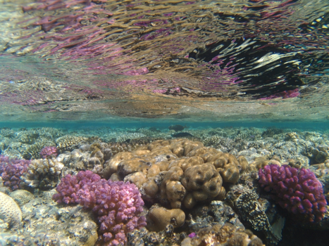 Rode Zee - Mijn kleurrijk leven met het zwarte gat