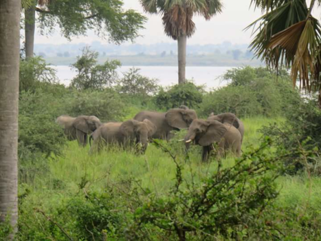 Oeganda - Oeganda de parel van Afrika