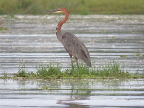 Oeganda - Goliath reiger