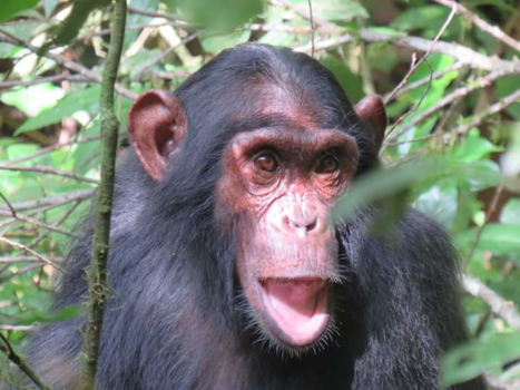 Oeganda - Chimpansee