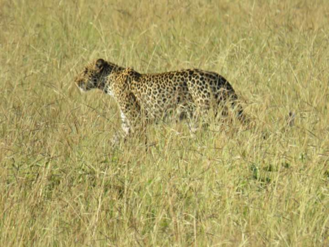 Oeganda - Luipaard