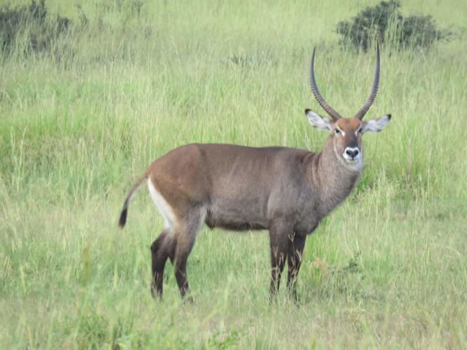 Oeganda - Waterbok