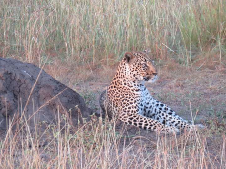 Oeganda - Luipaard