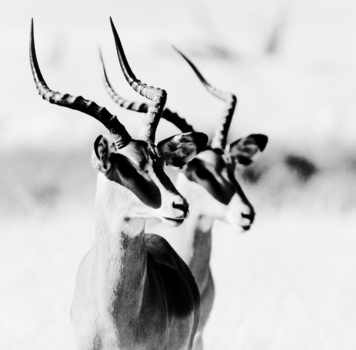 Namibië - Perfect twins