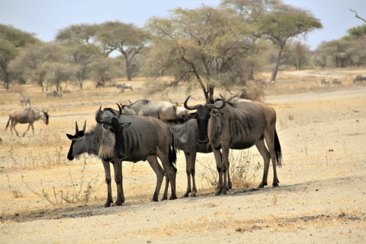 Tanzania - Golden gnoe