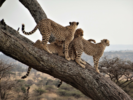 Tanzania - Family cheeta