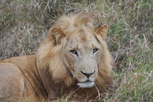 eSwatini (voorheen Swaziland) - Simba🦁