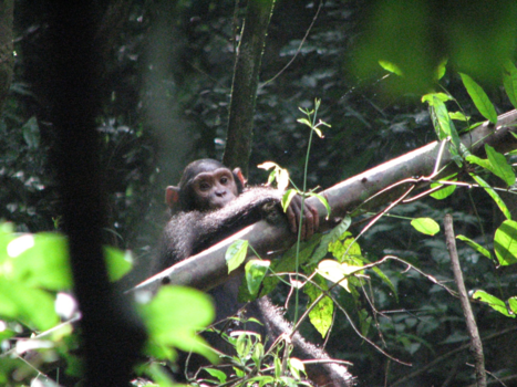 Oeganda - Chimp tracking