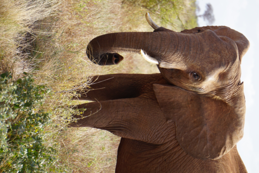 Tsavo West National Park - Nieuwsgierige olifant