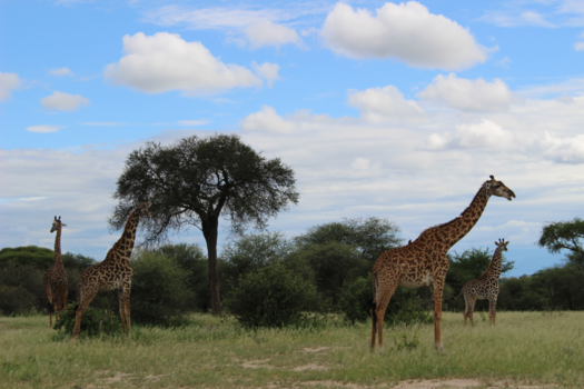Krugerpark - Afrikaanse giraffen