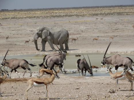 Etosha National Park - drinkplaats
