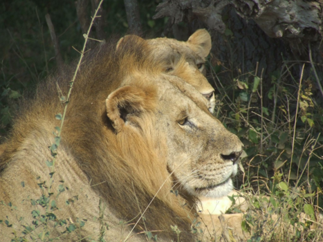 Kenia - Leeuwen tsavo east