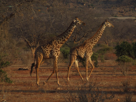 Kenia