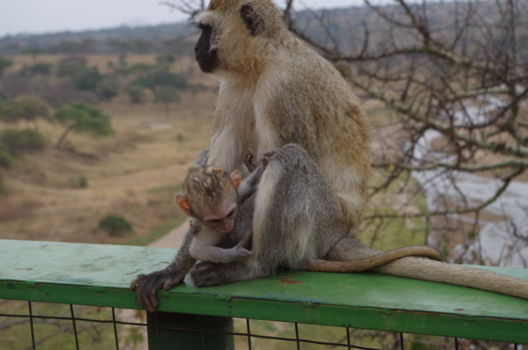 Tanzania - Where the love begins.