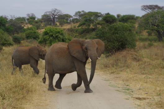 Tanzania - Always keep your eyes open