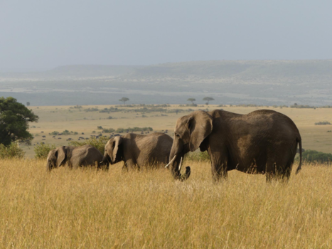 Kenia - Familie