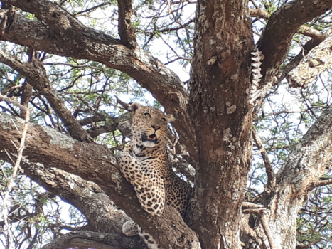Serengeti National Park - Amazing serengeti