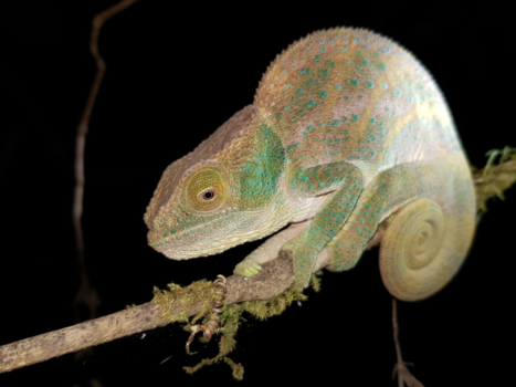 Madagaskar - Kameleon Snachts op een boomtak