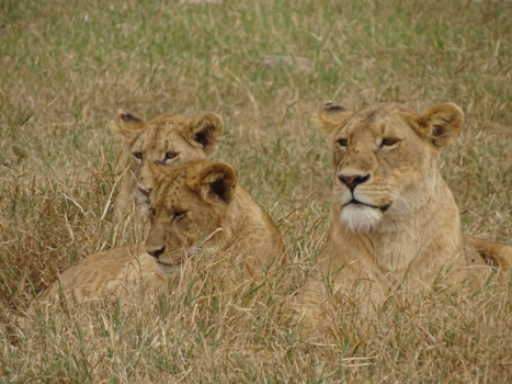 Ngorongoro krater - The Happy Family