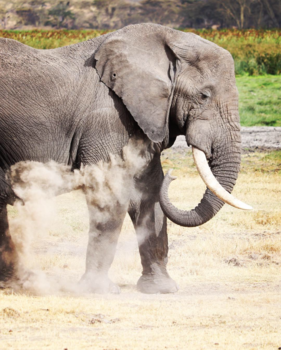 Ngorongoro krater - Gentle giant