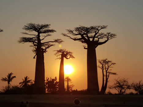 Madagaskar - Baobabs bij zonsondergang
