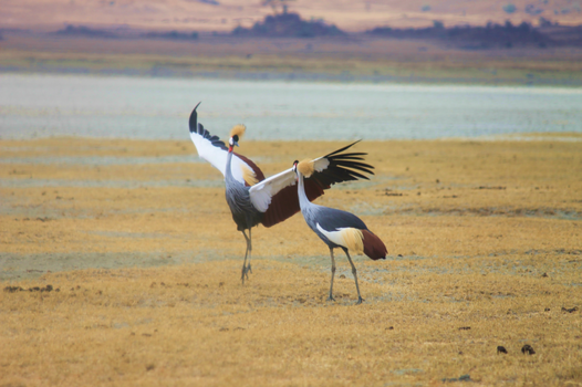 Tanzania - Paringsdans