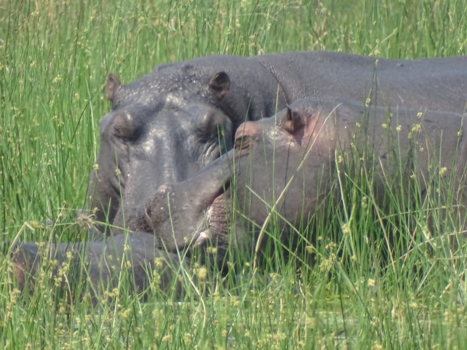Botswana - Nijlpaardenliefde