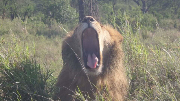 Tanzania - Big mouth
