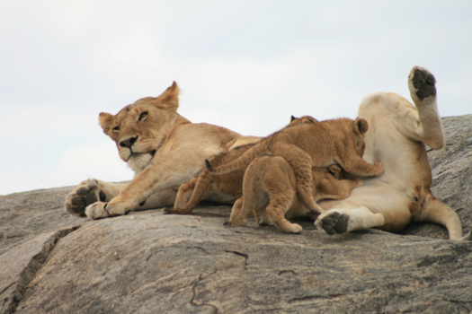 Serengeti National Park - Mag ik even wat privacy?