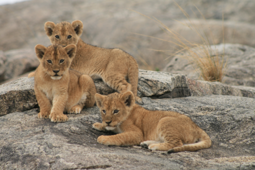 Serengeti National Park - Zijn we niet schattig?