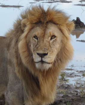 Tanzania - Portret of a king