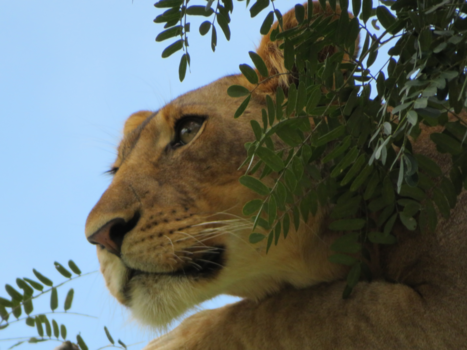 Oeganda - Wat zie ik?