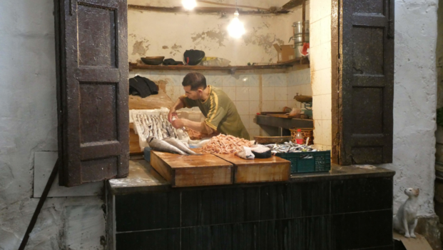 Marokko - Beware of the cat :-)