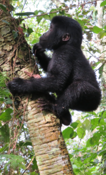 Oeganda - Toch wel hoog....