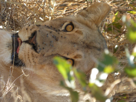 Botswana - I see you