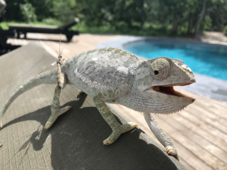 Okavango Delta - Kameleon