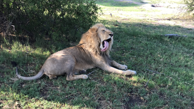 Okavango Delta - Leeuw