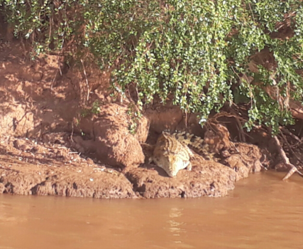 Madagaskar - De Slapende krocodil