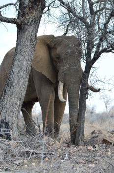 Krugerpark - Kruger en een beeldschone olifant