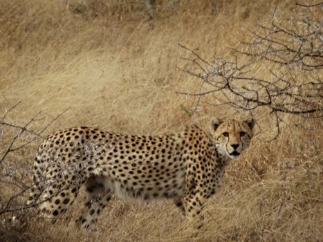 Tanzania - Perfect cheeta