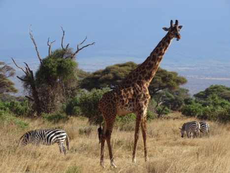 Amboseli National Park - Hé vogeltje, wat doe jij aan mijn bek!