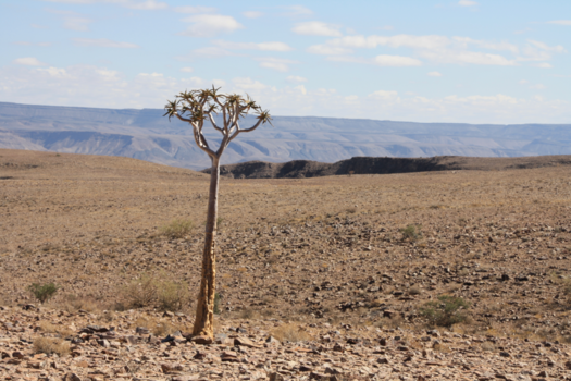 Namib-woestijn - Kokerboom. De takken hollen ze uit en maken koker voor gifpijlen.