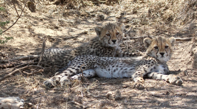 Tanzania - 2 cheetacubs resting under the trees at Namiri Plains