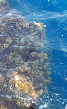 Egypte - Prachtige onderwaterwereld