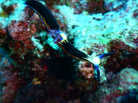 Egypte - Nembrotha megalocera Ofwel een zeeslakje🌊