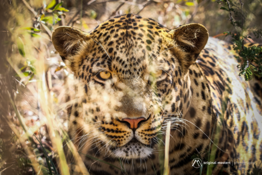 Moremi Game Reserve - Watching you...