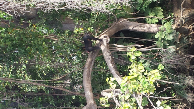 Gambia - Chimp island
