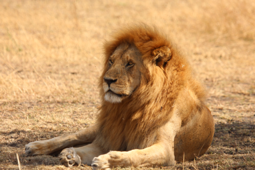 Tanzania - Mannetjesleeuw