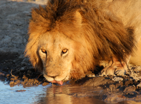 Tanzania - Mannetjesleeuw drinkt