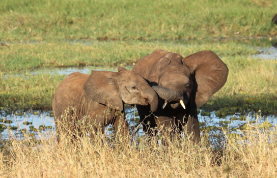 Tanzania - Jonge olifanten